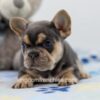 Image of Lela, a French Bulldog puppy