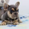 Image of Lela, a French Bulldog puppy