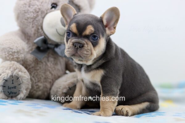 Image of Lela, a French Bulldog puppy