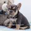 Image of Lela, a French Bulldog puppy