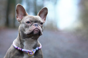 Close-up of a liliac frenchie