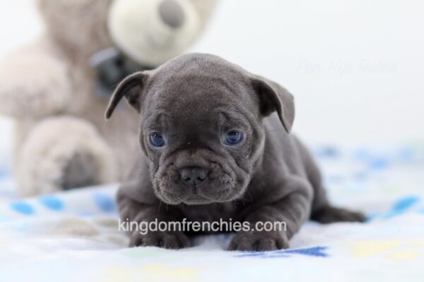 Image of Luna, a French Bulldog puppy