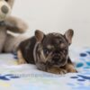 Image of Major, a French Bulldog puppy