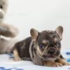 Image of Major, a French Bulldog puppy