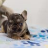 Image of Major, a French Bulldog puppy