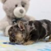 Image of Major, a French Bulldog puppy