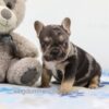 Image of Major, a French Bulldog puppy