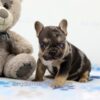 Image of Major, a French Bulldog puppy