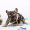 Image of Major, a French Bulldog puppy