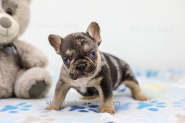 Image of Major, a French Bulldog puppy