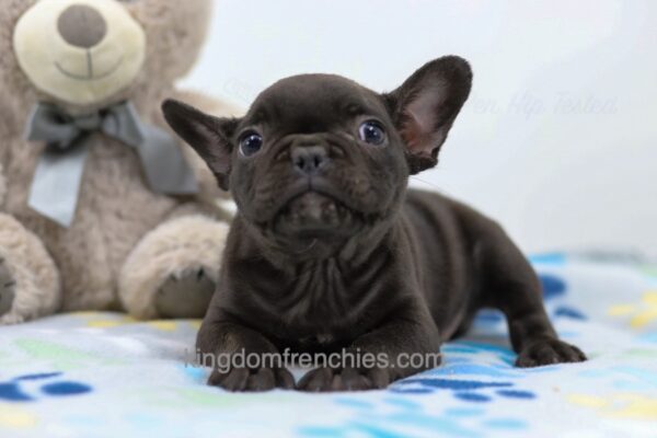 Image of Manny, a French Bulldog puppy