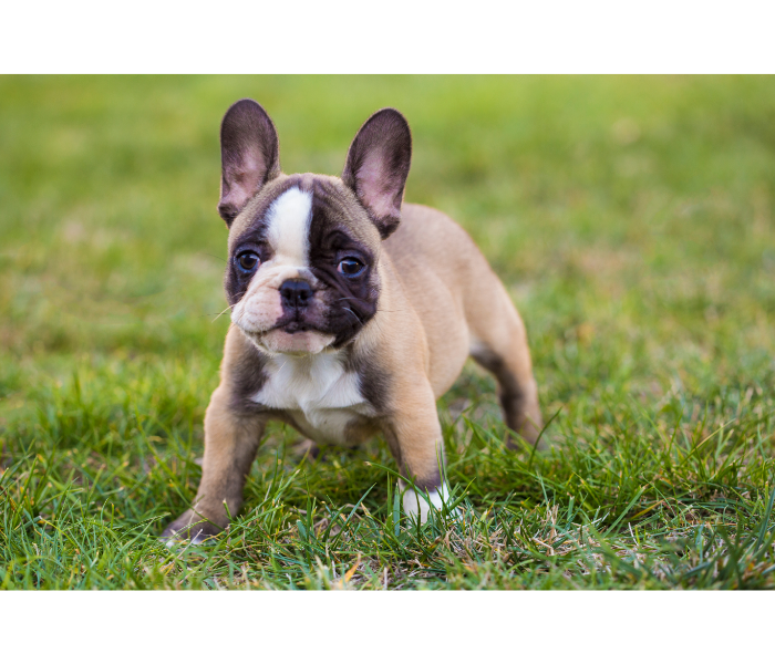 Tri Color French Bulldog Puppy playing outside