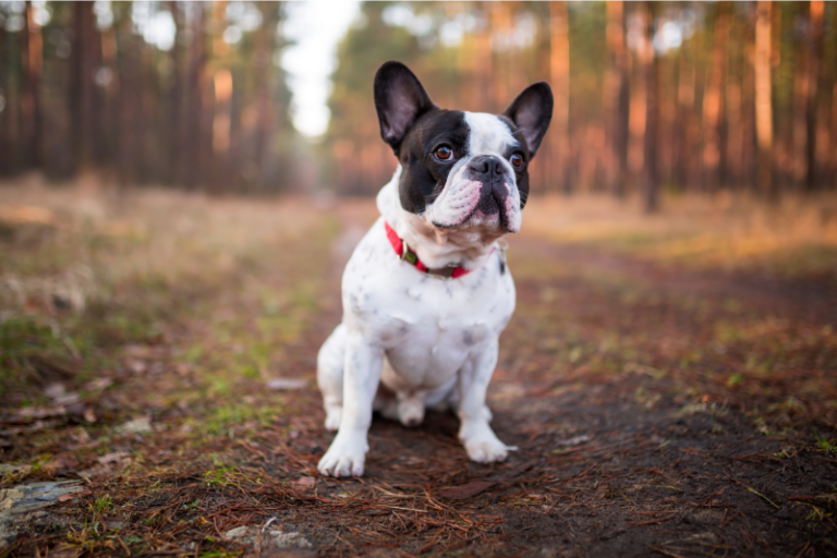 Pied French Bulldog sitting in the middle of a forest