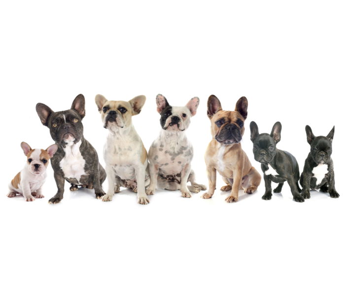 7 french bulldogs with different coat colors and patterns beside one another