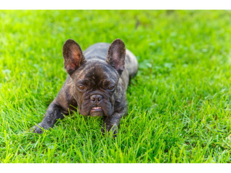 brindle french bulldog on green grass