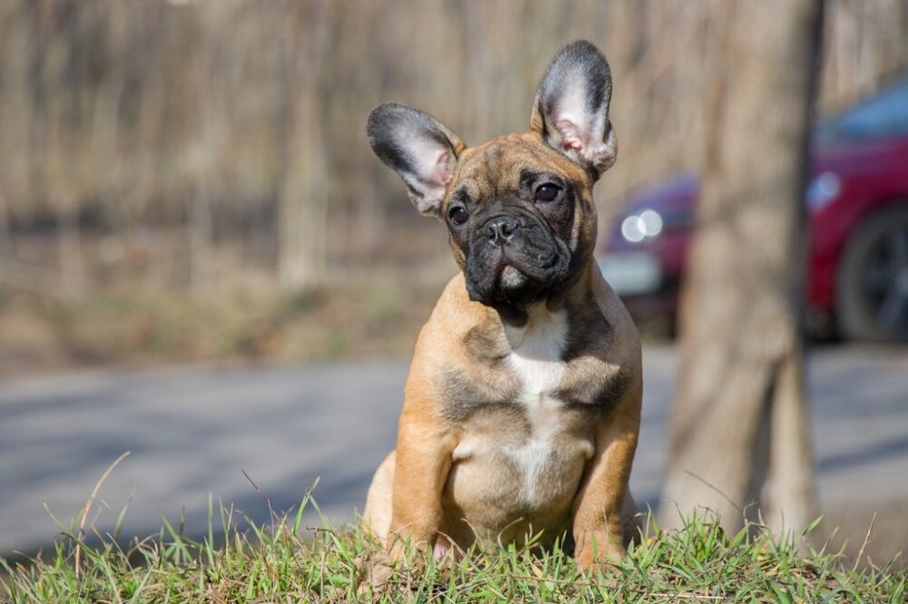 french-bulldog black tan and white