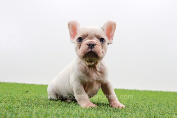 Image of Bella, a French Bulldog puppy