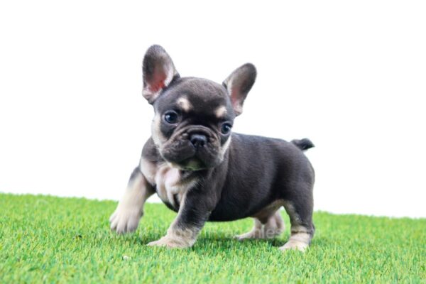 Image of Garth, a French Bulldog puppy