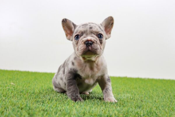 Image of Gemma, a French Bulldog puppy