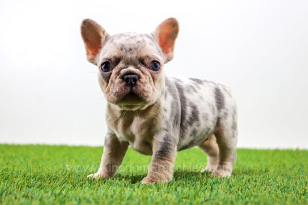 Image of Ginger, a French Bulldog puppy