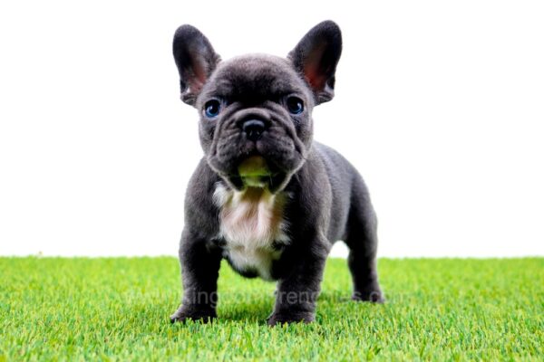 Image of Grant, a French Bulldog puppy