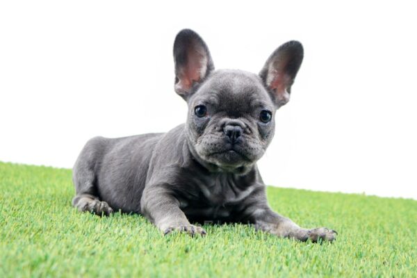 Image of Molly, a French Bulldog puppy