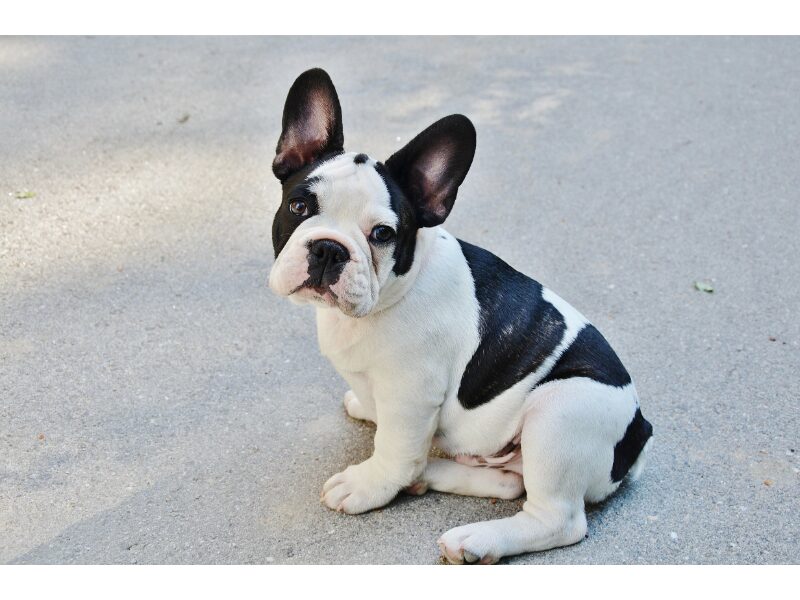 piebald french bulldog sitting