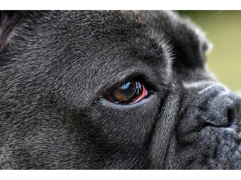 french bulldog with cherry eye close-up photo