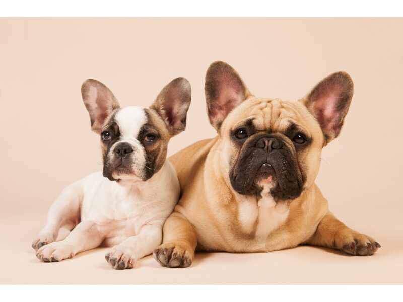 french bulldog pros and cons cover image