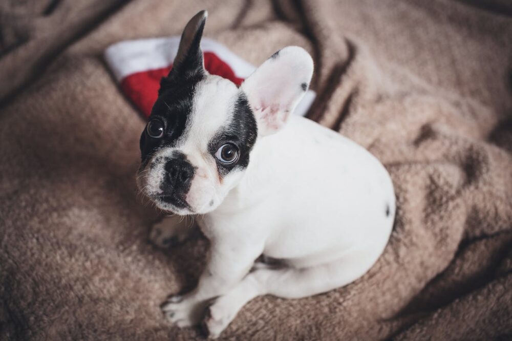 White and Black French Bulldog Puppy