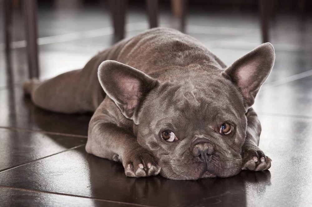 french bulldog lying on tiles in a kitchen