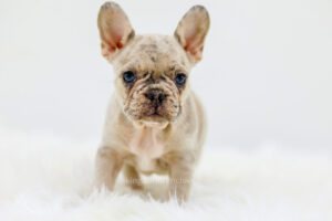 Meet Haven, the fawn merle french bulldog puppy for sale in Minnesota.