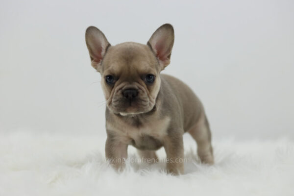 Image of Holly, a French Bulldog puppy