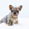Image of Parker, a French Bulldog puppy