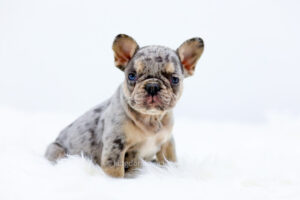 Meet Parker, the adorable french bulldog puppy for sale in Minnesota, with sleek coat in classic shades of lilac & tan.