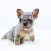 Image of Parker, a French Bulldog puppy