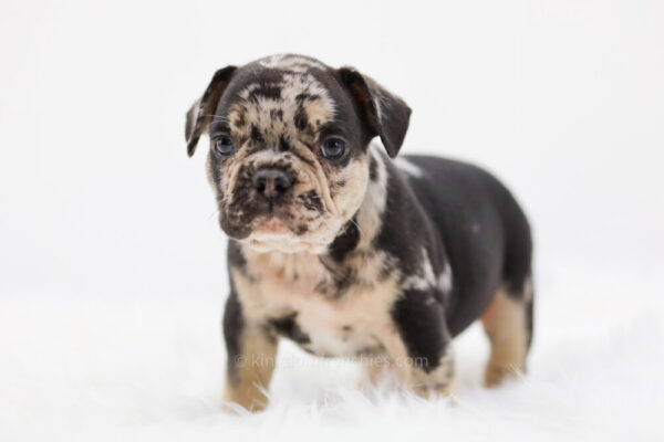 Image of Paxton, a French Bulldog puppy