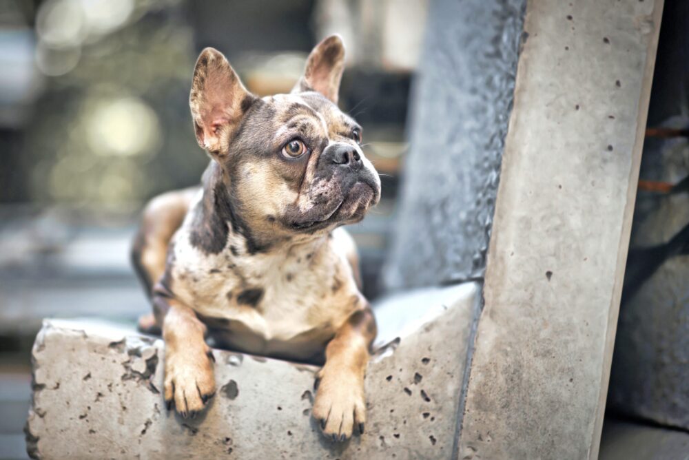 merle french bulldog siting on a stone