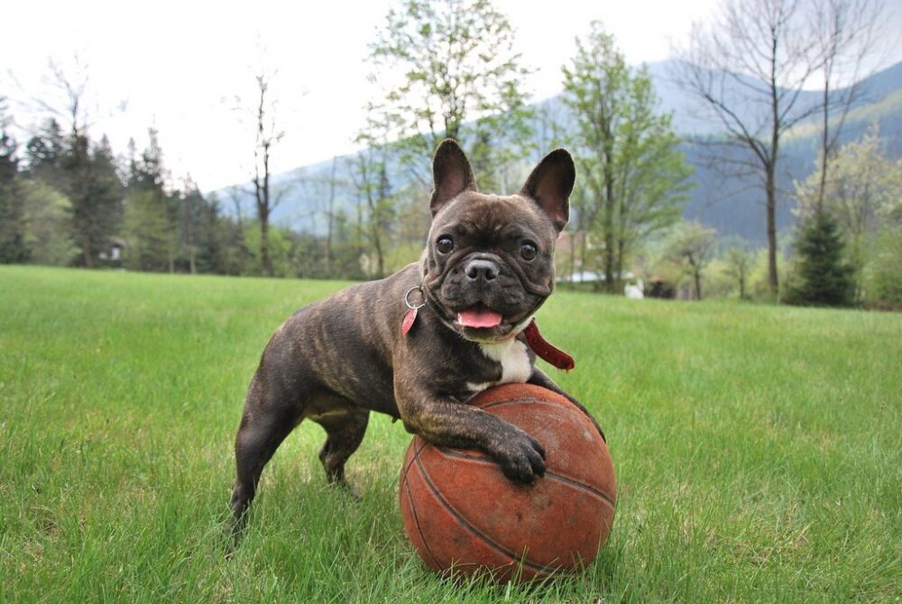 french-bulldog is playing with a ball