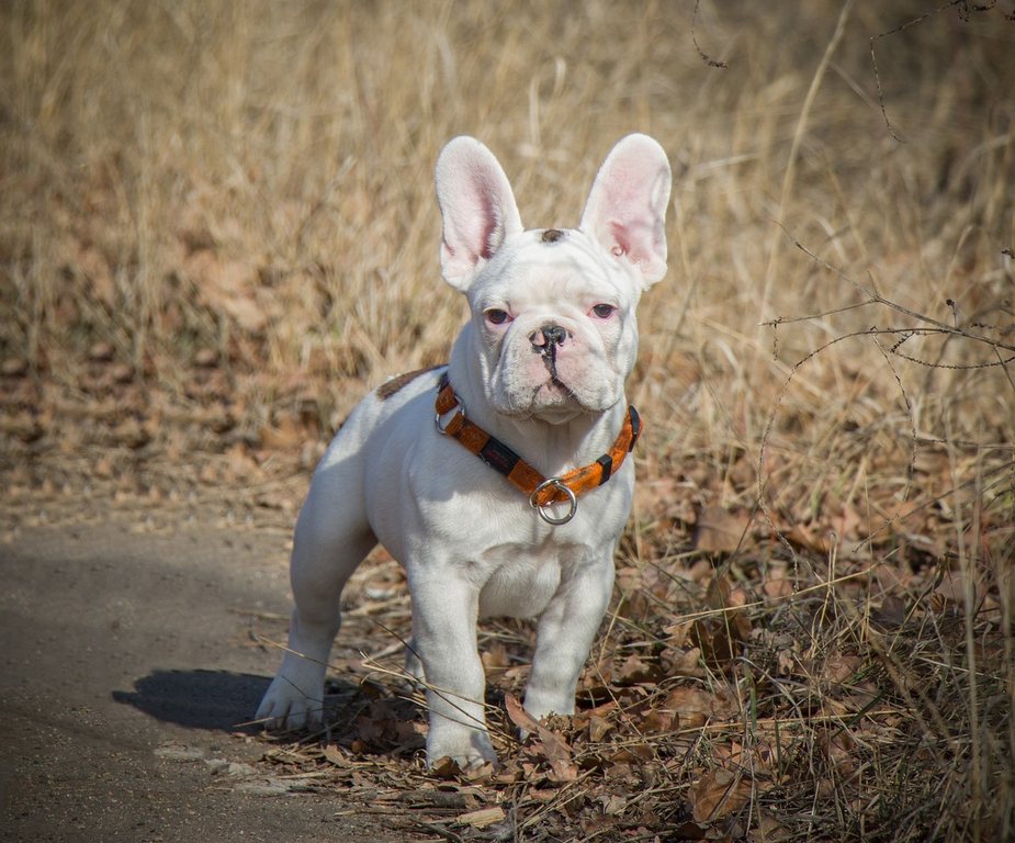 french-bulldog white puppy standing on a road