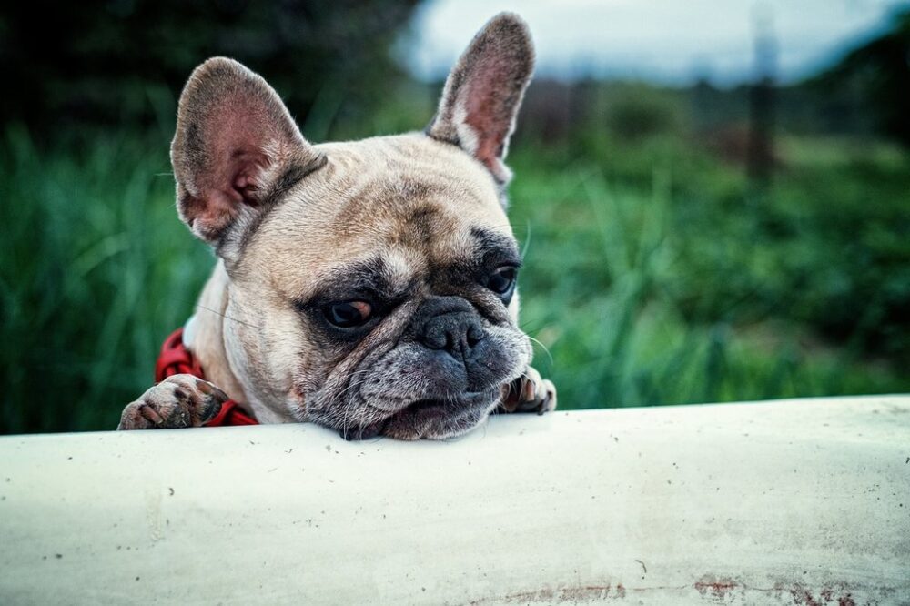 french-bulldog with red eyes