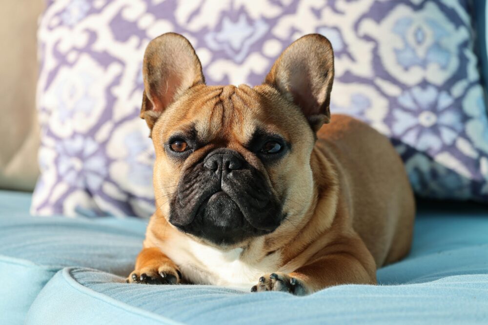 french bulldog health issues cover image