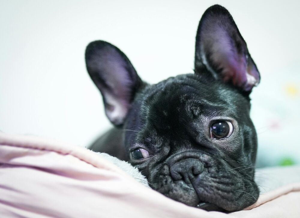 How To Take Care of a French Bulldog cover image