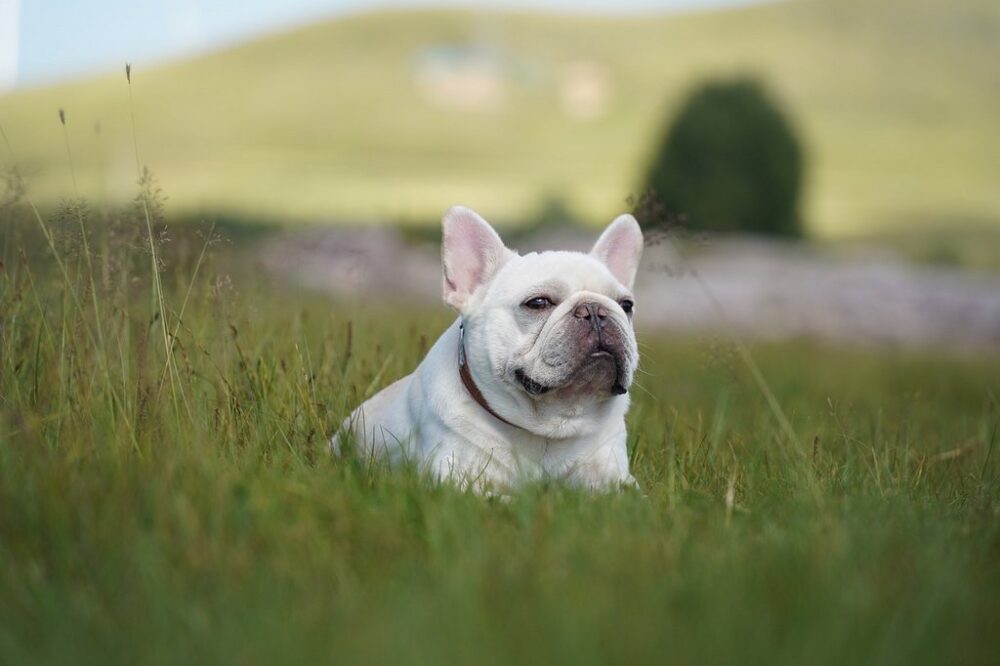 white french bulldog lying on the grass