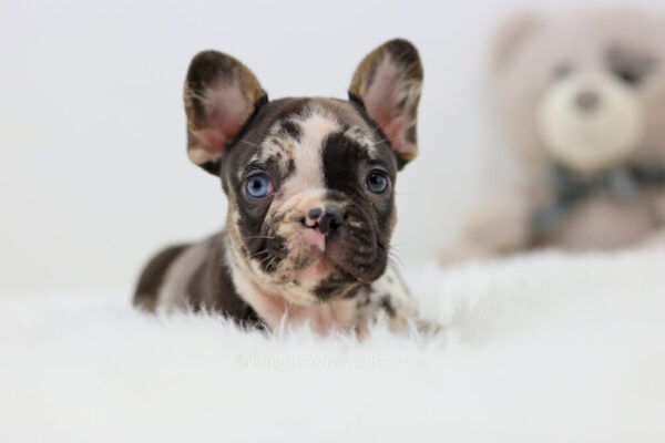 Image of Bear, a French Bulldog puppy