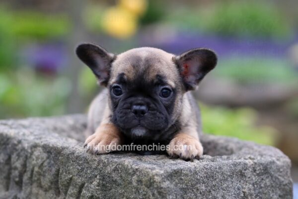 Image of Frank, a French Bulldog puppy