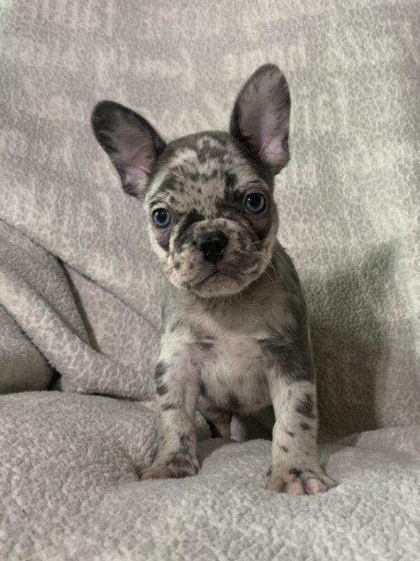 Image of Leni, a French Bulldog puppy