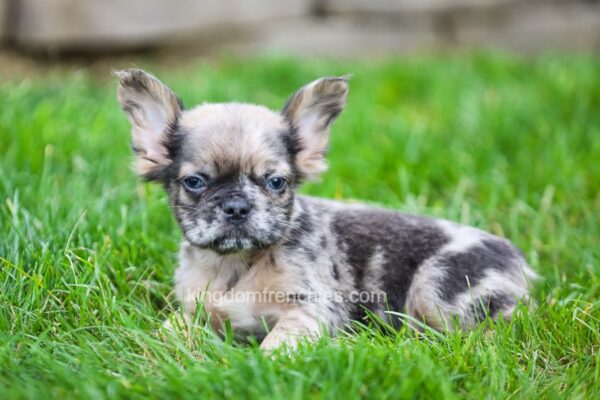 Image of Jax (Fluffy), a French Bulldog puppy