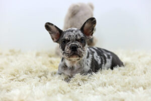 Image of June, a French Bulldog puppy