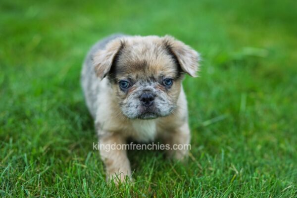 Image of Max (Fluffy), a French Bulldog puppy